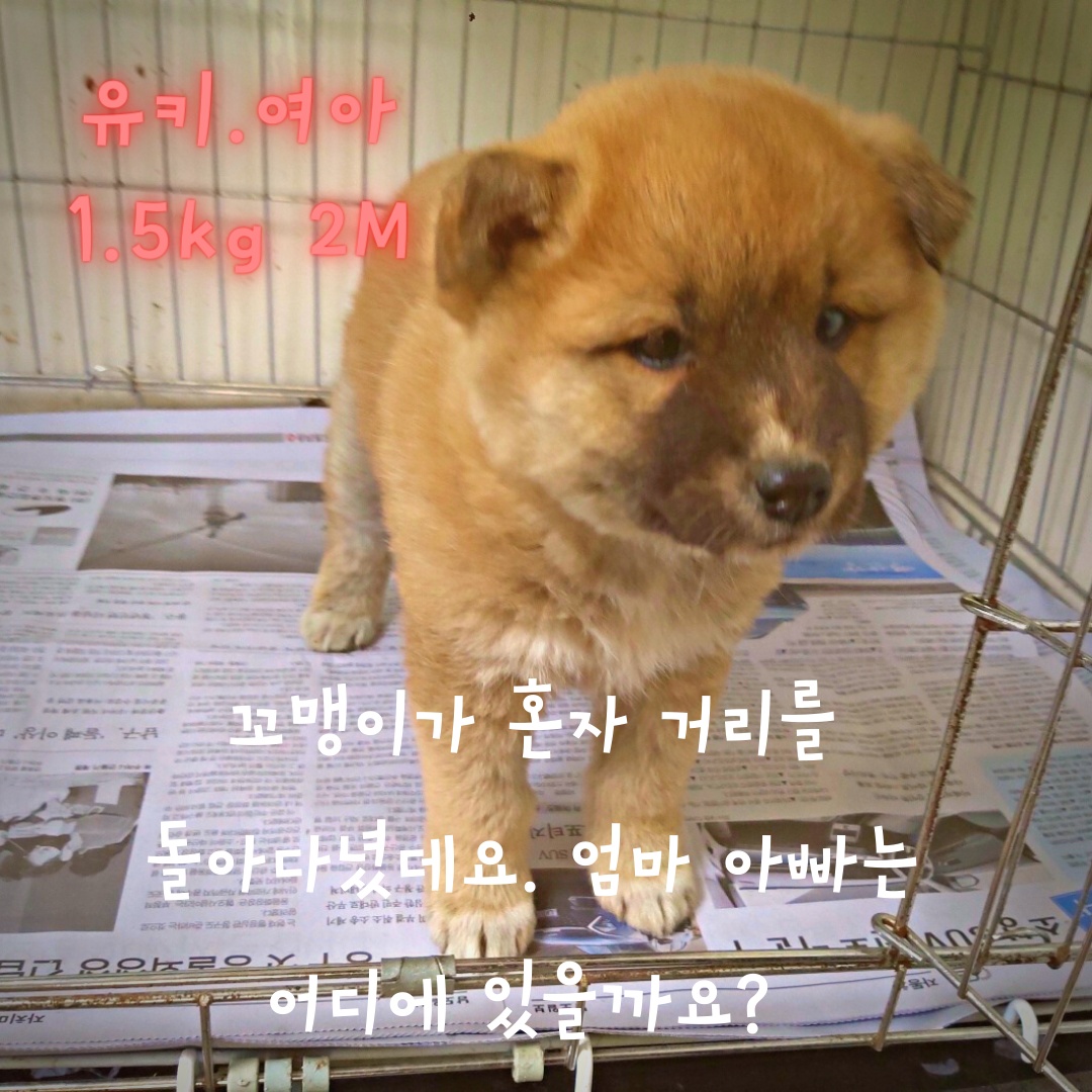 믹스견 이미지 파일 입니다.